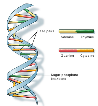 dna